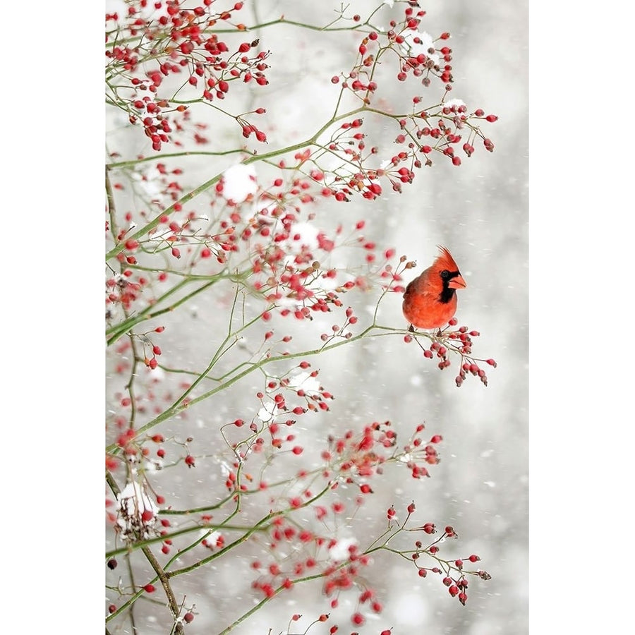 Red Cardinal in the Red Berries Poster Print - Carrie Ann Grippo-Pike-VARPDXG2236D Image 1