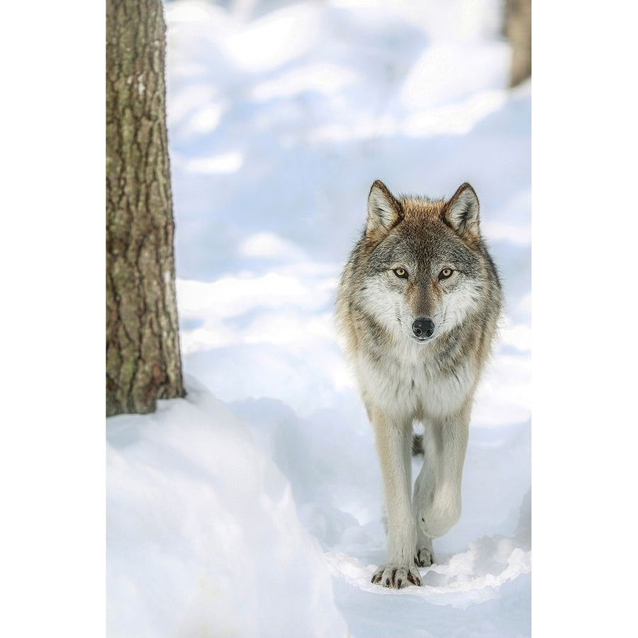 Winter Wolf Poster Print - Carrie Ann Grippo-Pike-VARPDXG2260D Image 1