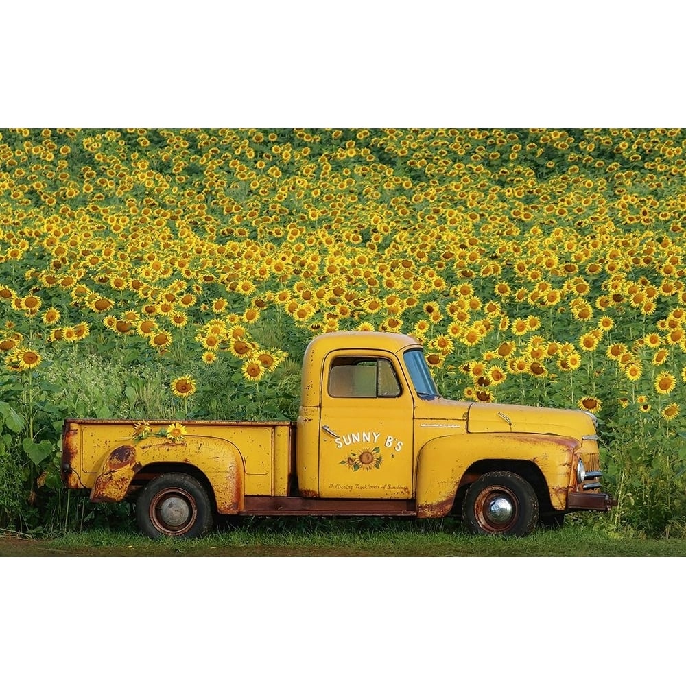 Yellow Vintage Sunflower Truck Poster Print - Carrie Ann Grippo-Pike-VARPDXG2242D Image 1