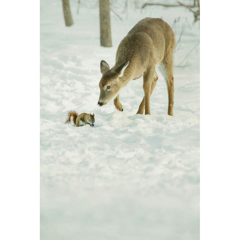 Winter Squirrel and Deer Poster Print - Carrie Ann Grippo-Pike-VARPDXG2259D Image 1