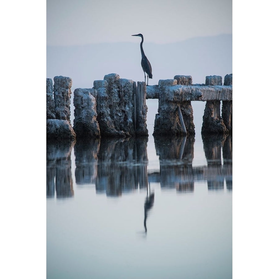 Heron Hunting Poster Print - Photo GS-VARPDXG2277D Image 1