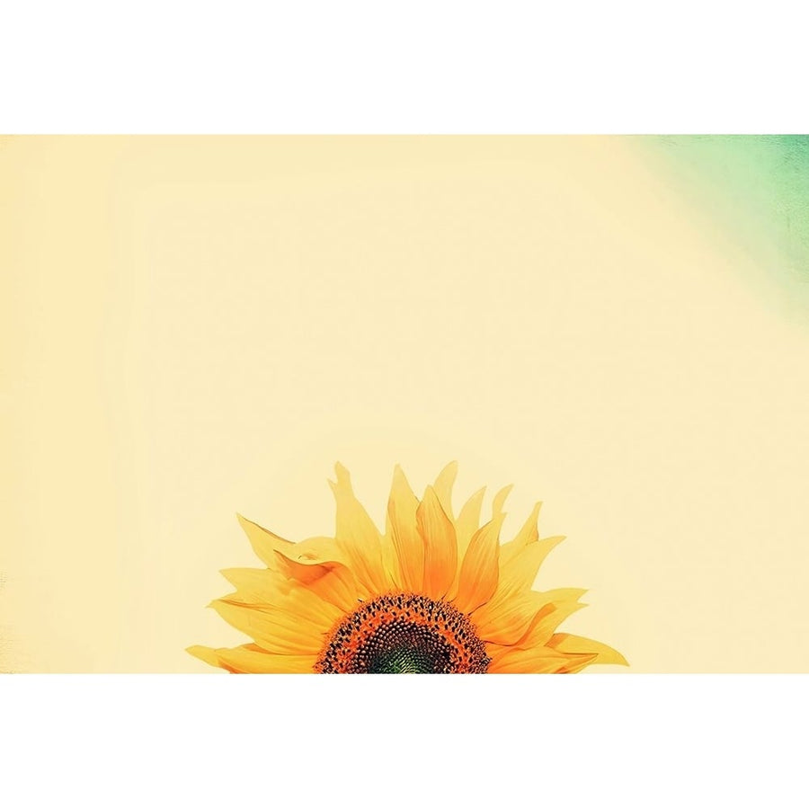 Sunflower Sunrise Poster Print - Carrie Ann Grippo-Pike-VARPDXG2239D Image 1