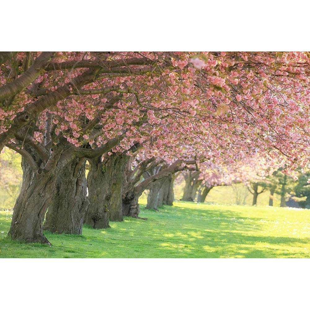 Cherry Tree Lane Poster Print - Carrie Ann Grippo-Pike-VARPDXG2295D Image 1