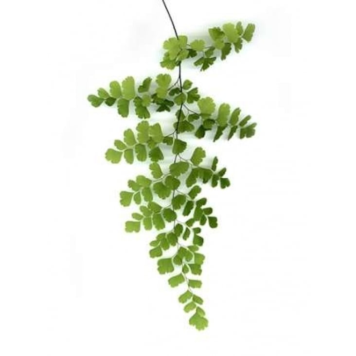 Green Maidenhair Poster Print by Lexie Greer-VARPDXG838D Image 1