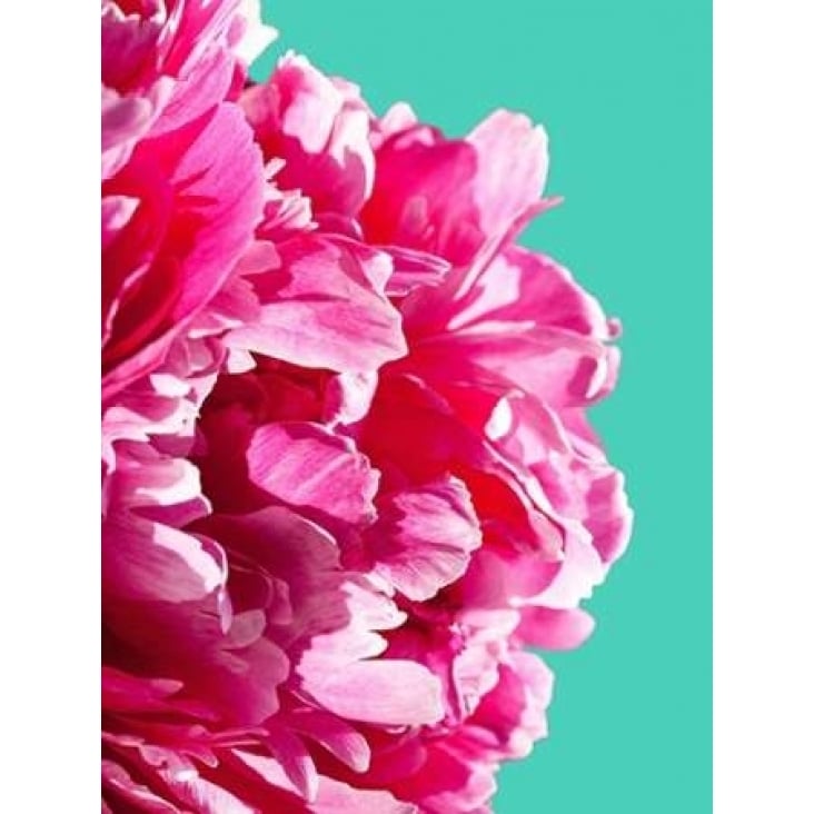 Pink Peony Poster Print by Lexie Greer-VARPDXG844D Image 1