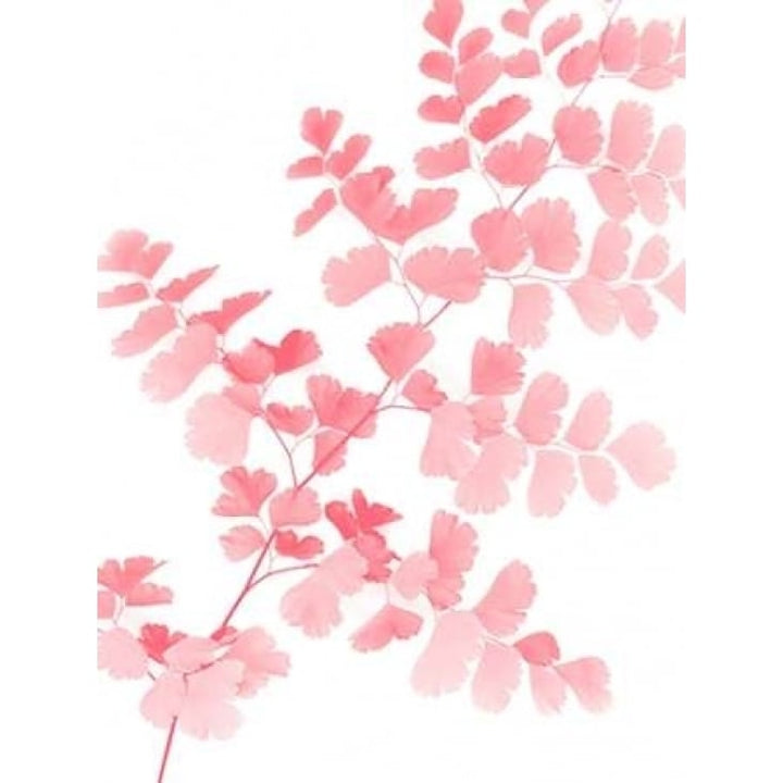 Pink Maidenhair Poster Print by Lexie Greer-VARPDXG843D Image 1