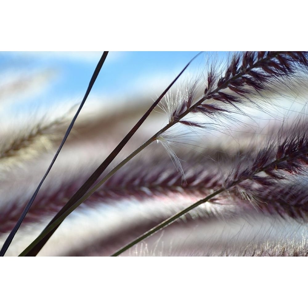 Grasses No. 8 Poster Print by Ulpi Gonzalez-VARPDXG914D Image 2