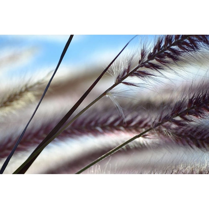 Grasses No. 8 Poster Print by Ulpi Gonzalez-VARPDXG914D Image 1