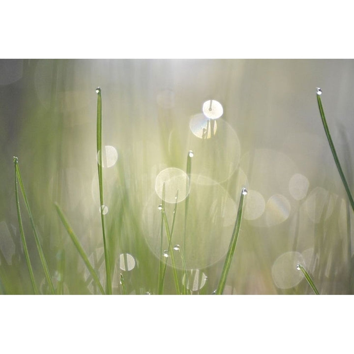 Morning Light No. 3 Poster Print by Ulpi Gonzalez-VARPDXG915D Image 1