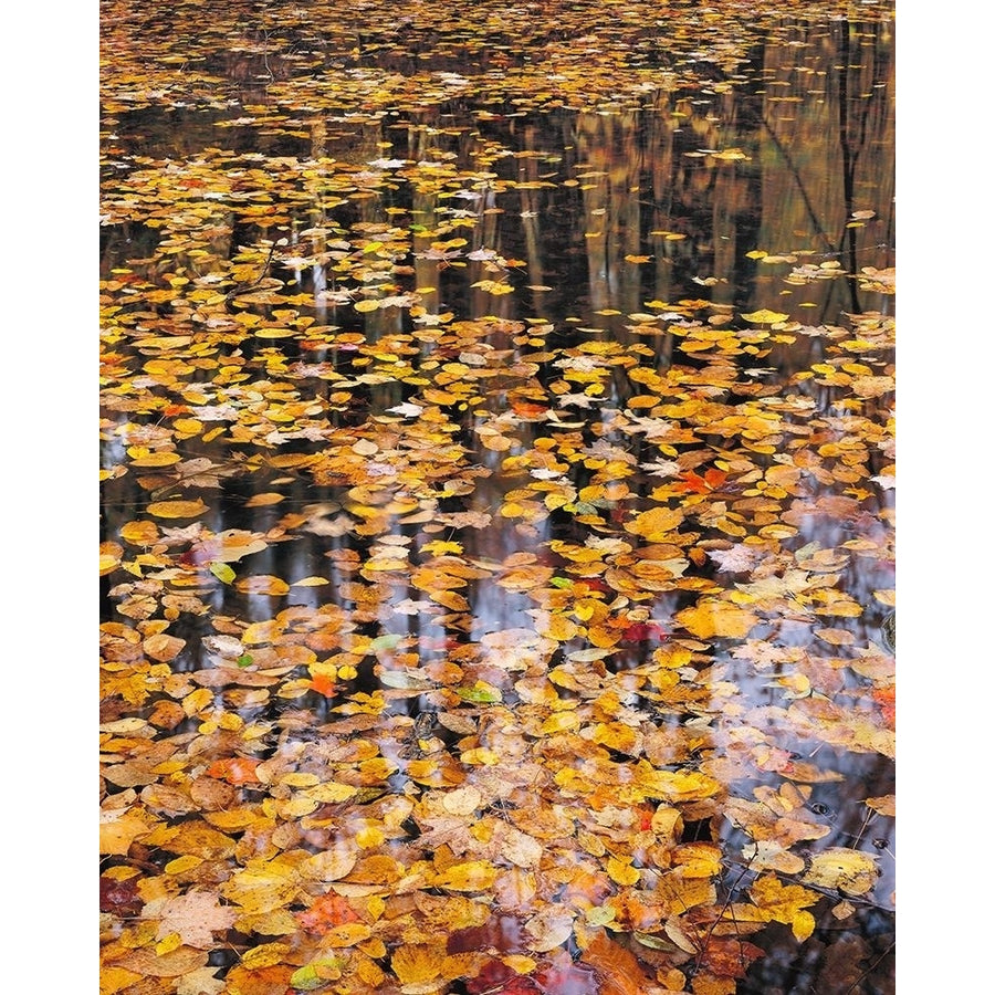 Autumn Detail Poster Print by John Gavrilis-VARPDXG979D Image 1