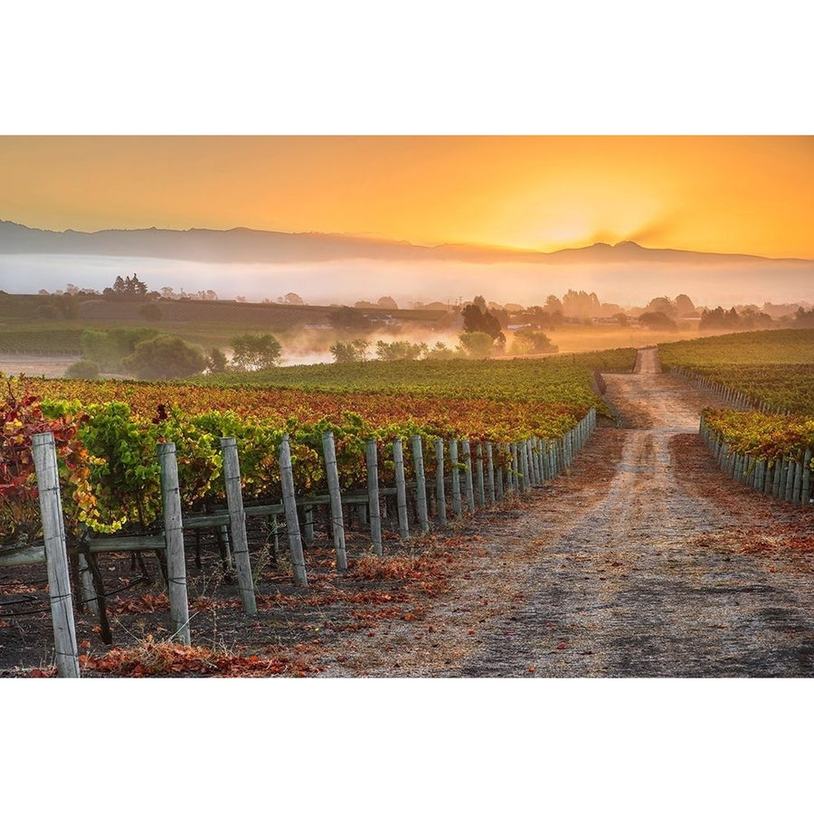 Vineyard Sunrise Poster Print by John Gavrilis-VARPDXG985D Image 1