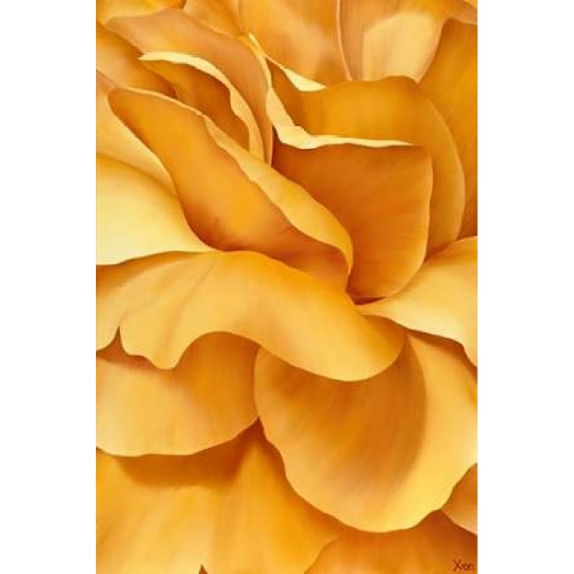 Magnificant Flower I Poster Print by Yvonne Poelstra-Holzhaus-VARPDXGA0100064 Image 2