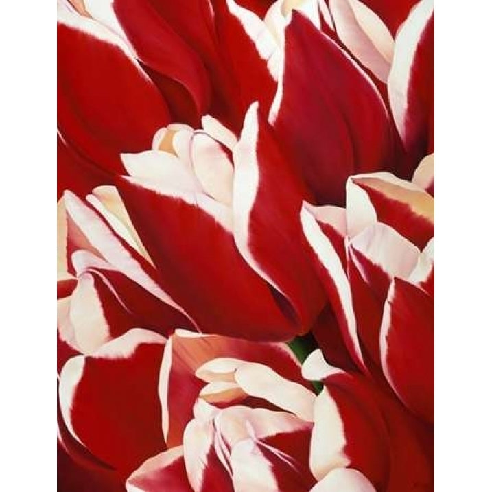 Red and White II Poster Print by Yvonne Poelstra-Holzhaus-VARPDXGA0100063 Image 2