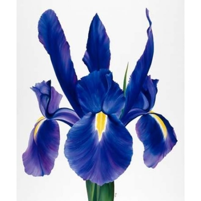 Purple floral I Poster Print by Yvonne Poelstra-Holzhaus-VARPDXGA0100066 Image 1