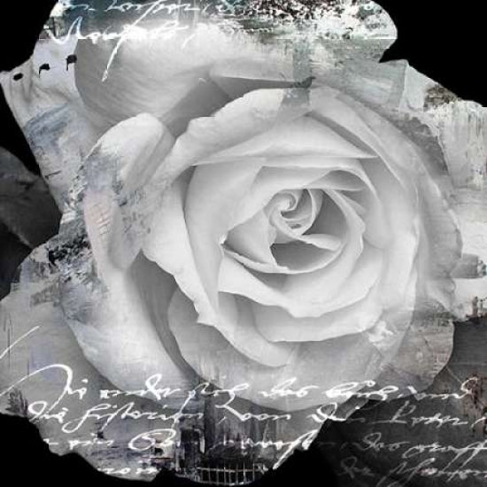 White Rose I Poster Print by Micha Baker-VARPDXGA0100162 Image 1