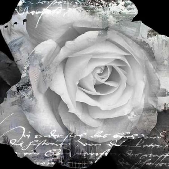 White Rose I Poster Print by Micha Baker-VARPDXGA0100162 Image 2