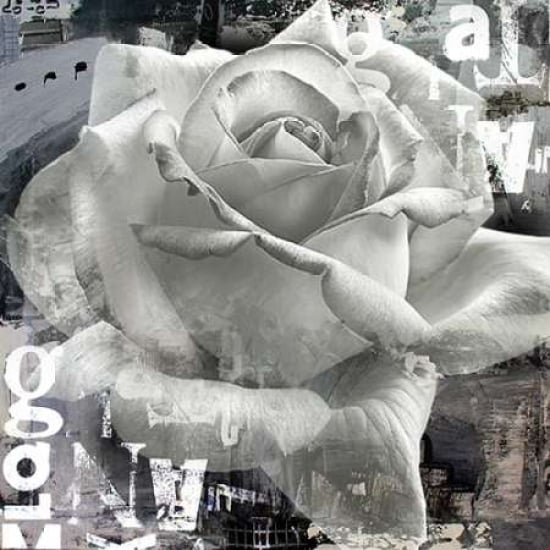 White Rose II Poster Print by Micha Baker-VARPDXGA0100163 Image 1