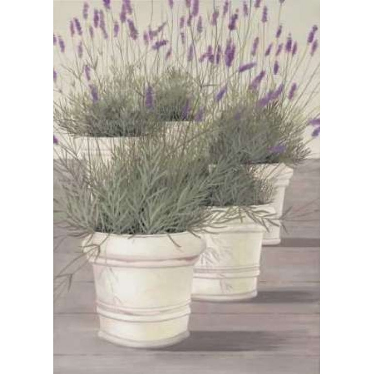 Lavender Poster Print by Hans Paus-VARPDXGA0102426 Image 1