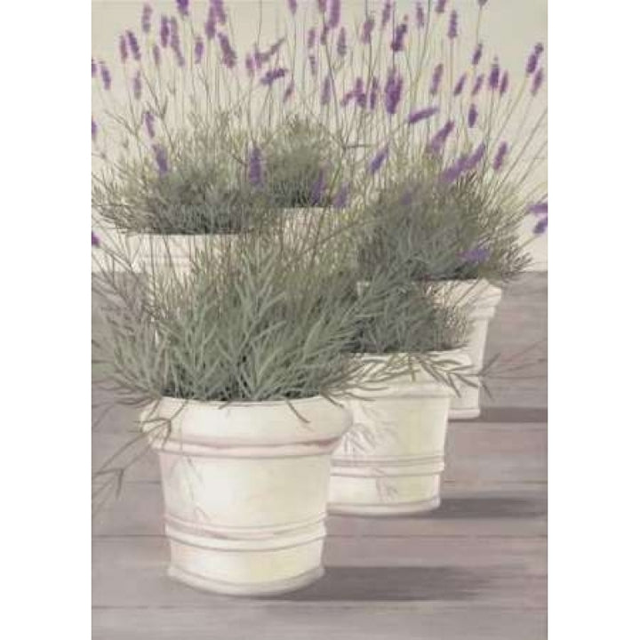 Lavender Poster Print by Hans Paus-VARPDXGA0102426 Image 2