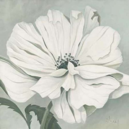 White poppy Poster Print by Franz Heigl-VARPDXGA0116181 Image 1