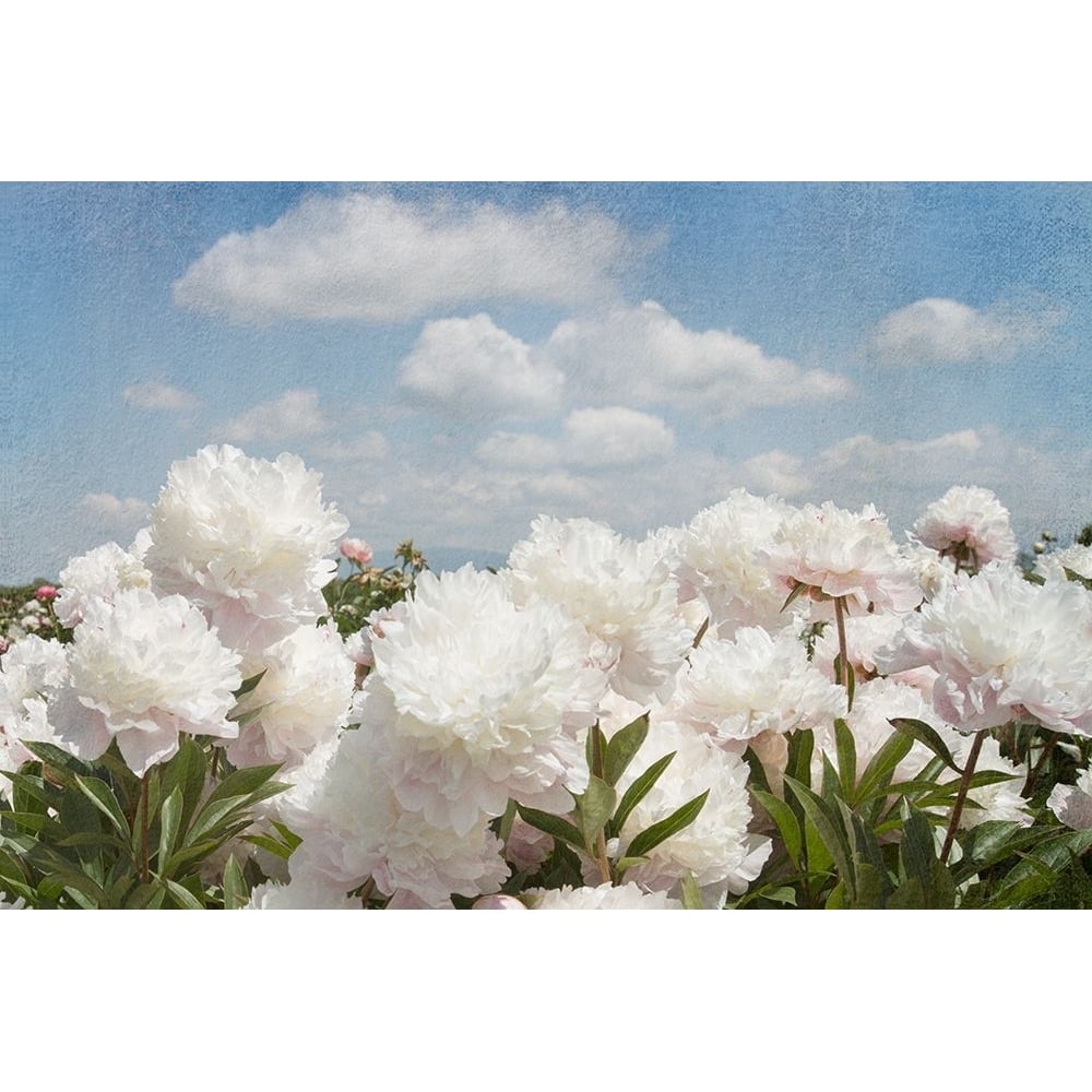 Peonie Sunshine I Poster Print - Georgianna Lane-VARPDXGA014A Image 1