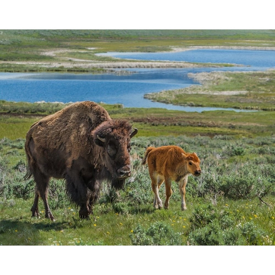 Bison Cow and Calf YNP Poster Print - Online Galloimages-VARPDXGALONL120905 Image 1