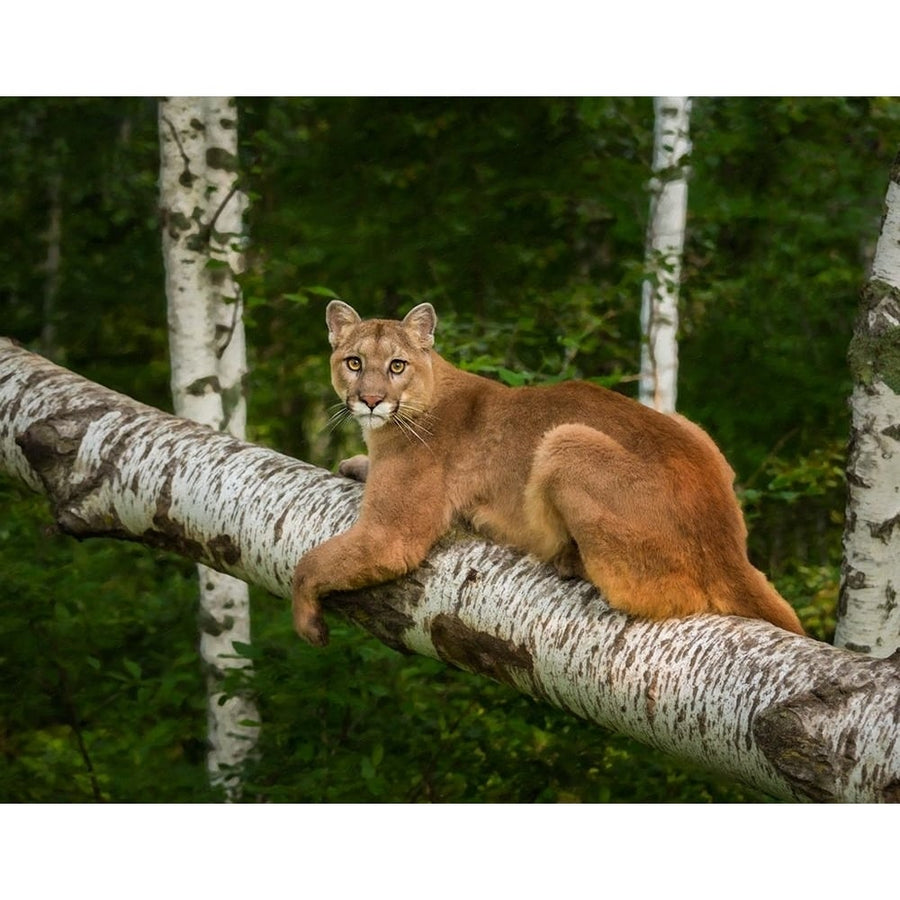 Mountain Lion On Forest Log Poster Print - Online Galloimages-VARPDXGALONL139573 Image 1