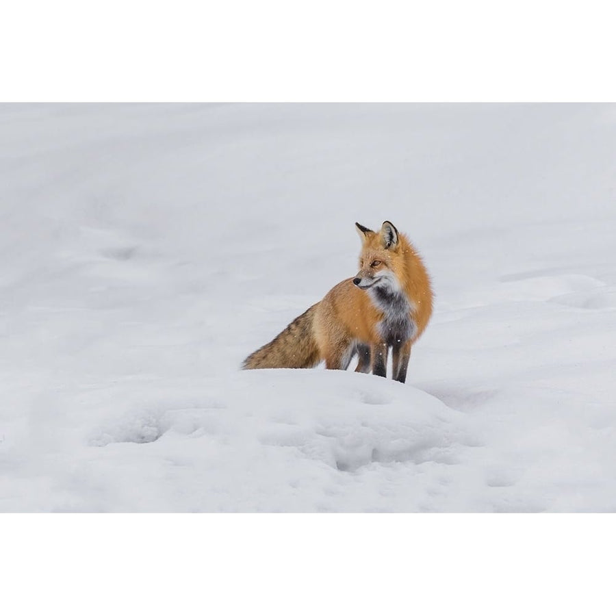 Red Fox 4 Poster Print - Online Galloimages-VARPDXGALONL233824 Image 1