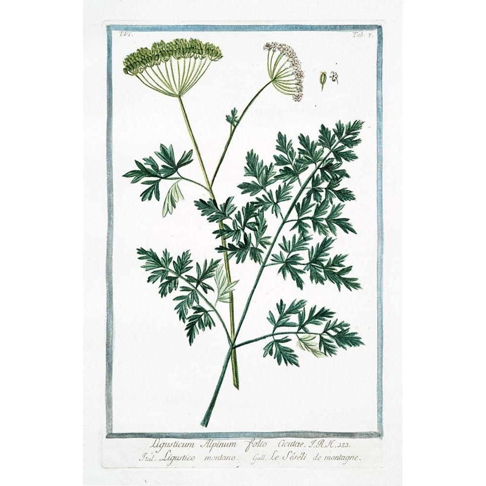 Cow Parsley 1 Poster Print - Giorgio Bonelli-VARPDXGB07 Image 1