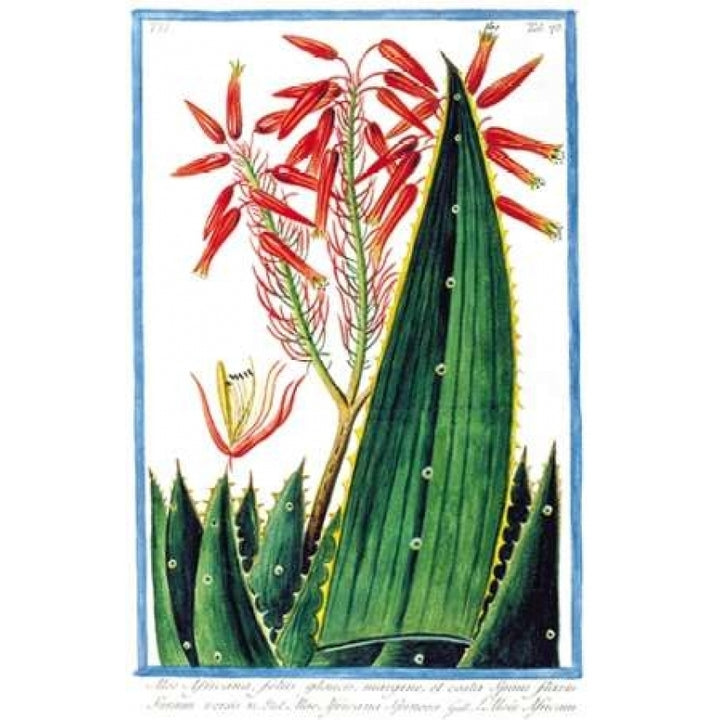 Aloe Africana Poster Print by Giorgio Bonelli-VARPDXGB70 Image 1