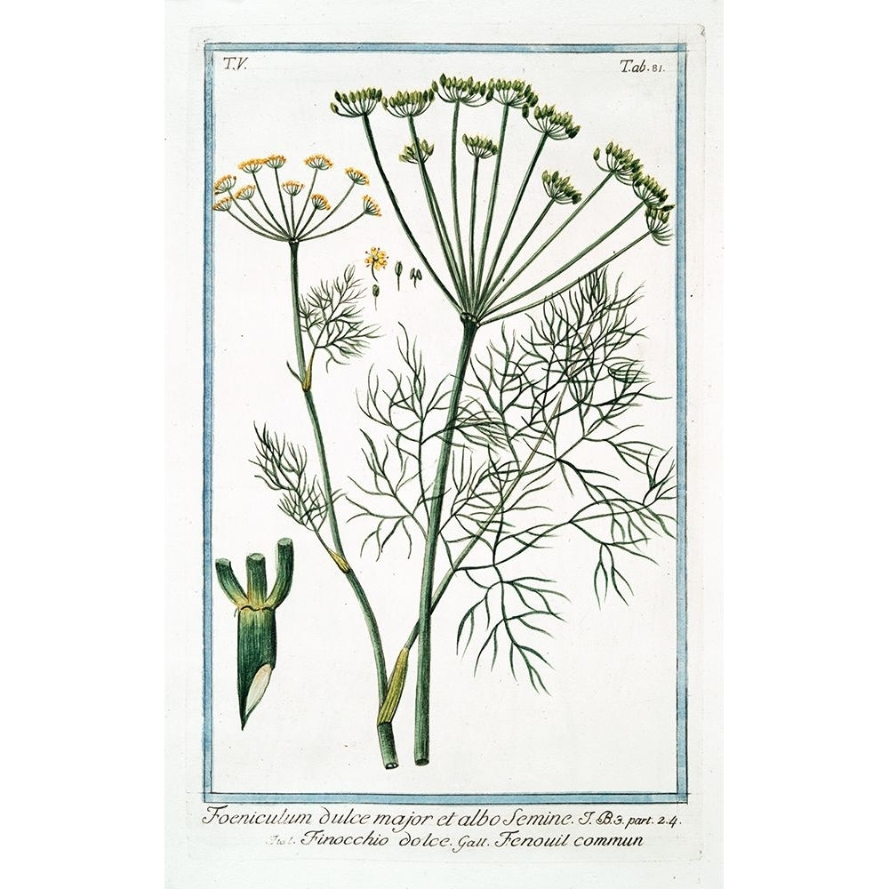 Cow Parsley 2 Poster Print - Giorgio Bonelli-VARPDXGB81 Image 1