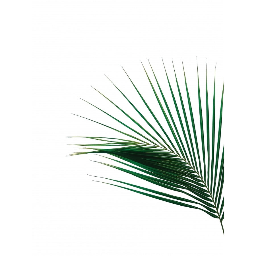 Green Palm Tree II Poster Print by Braun Studio Braun Studio-VARPDXGC394 Image 1