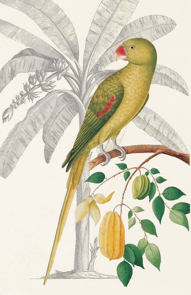 Palm/Parakeet Poster Print by Ehret-De Bevere-VARPDXGDB16PB09 Image 1