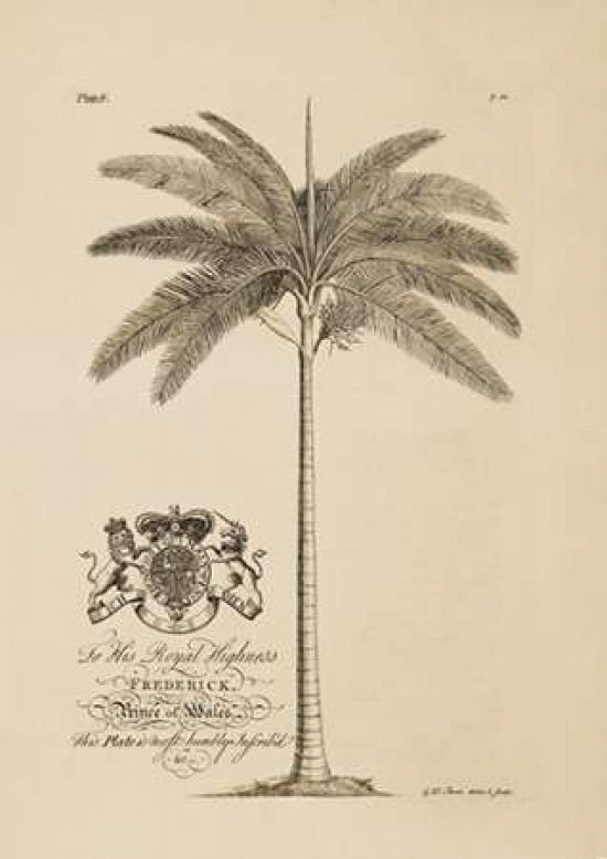 King Palm Poster Print by Georg Ehret-VARPDXGDB04 Image 1