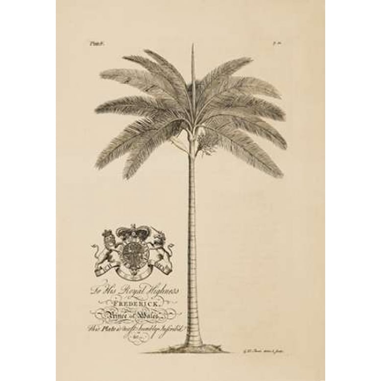 King Palm Poster Print by Georg Ehret-VARPDXGDB04 Image 2