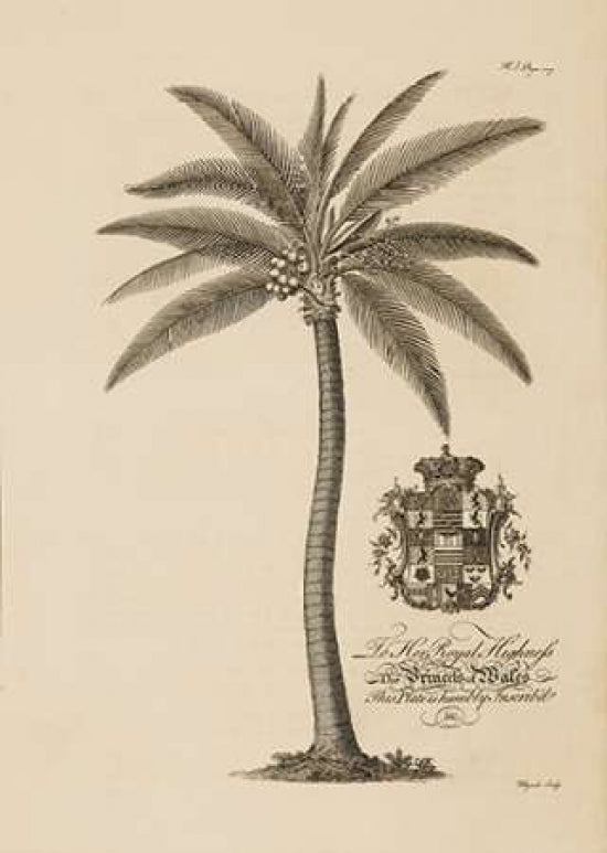 Coconut Palm Poster Print by Georg Ehret-VARPDXGDB03 Image 1