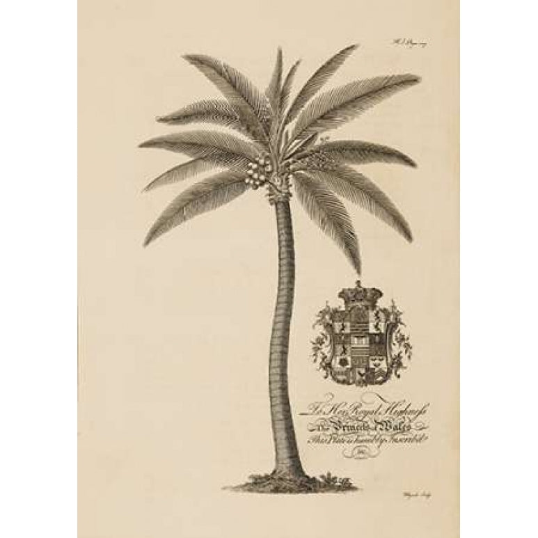 Coconut Palm Poster Print by Georg Ehret-VARPDXGDB03 Image 2