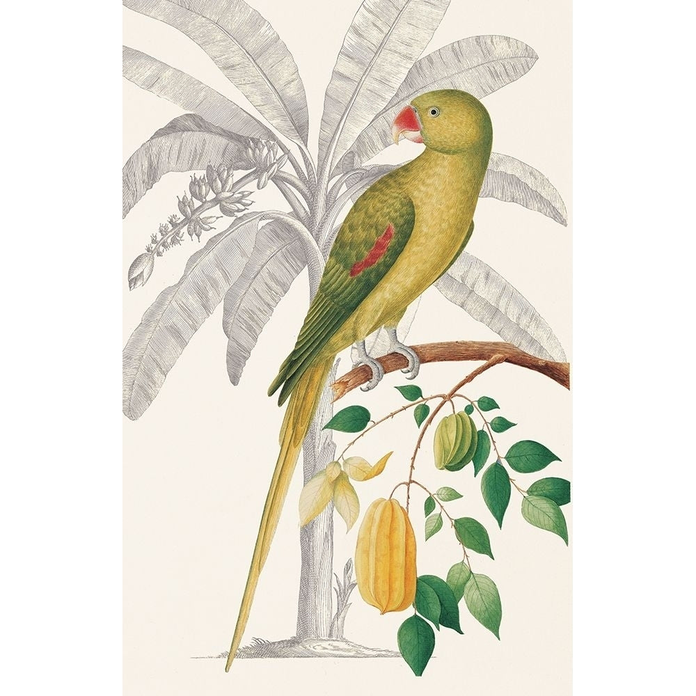 Palm/Parakeet Poster Print by Ehret-De Bevere-VARPDXGDB16PB09 Image 2