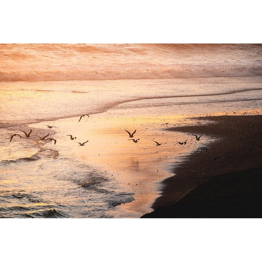 Sunset Seagulls and Pacific Ocean II Poster Print - Magick Nature-VARPDXGI325A Image 1