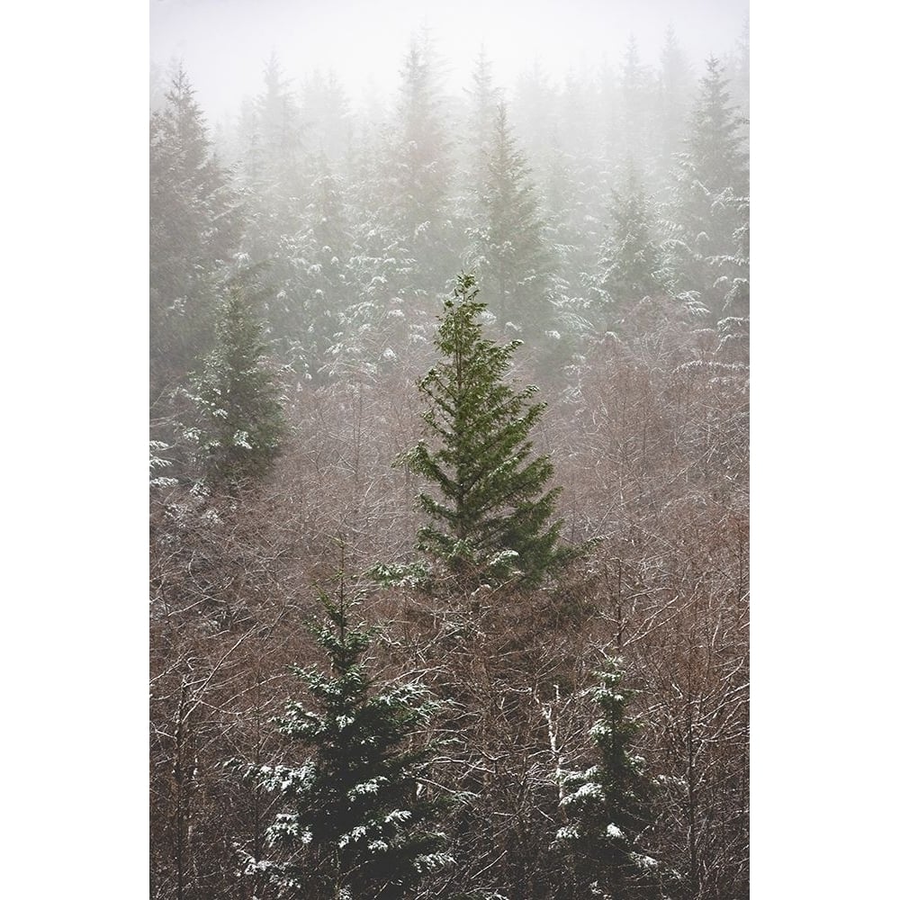 Forest Fog Winter Snow Poster Print by Nature Magick Nature Magick -VARPDXGI478A Image 1