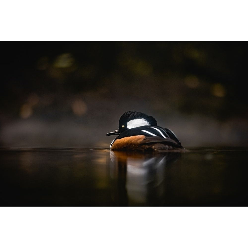 Pacific Northwest Duck Lake Reflection by Nature Magick-VARPDXGI513A Image 1