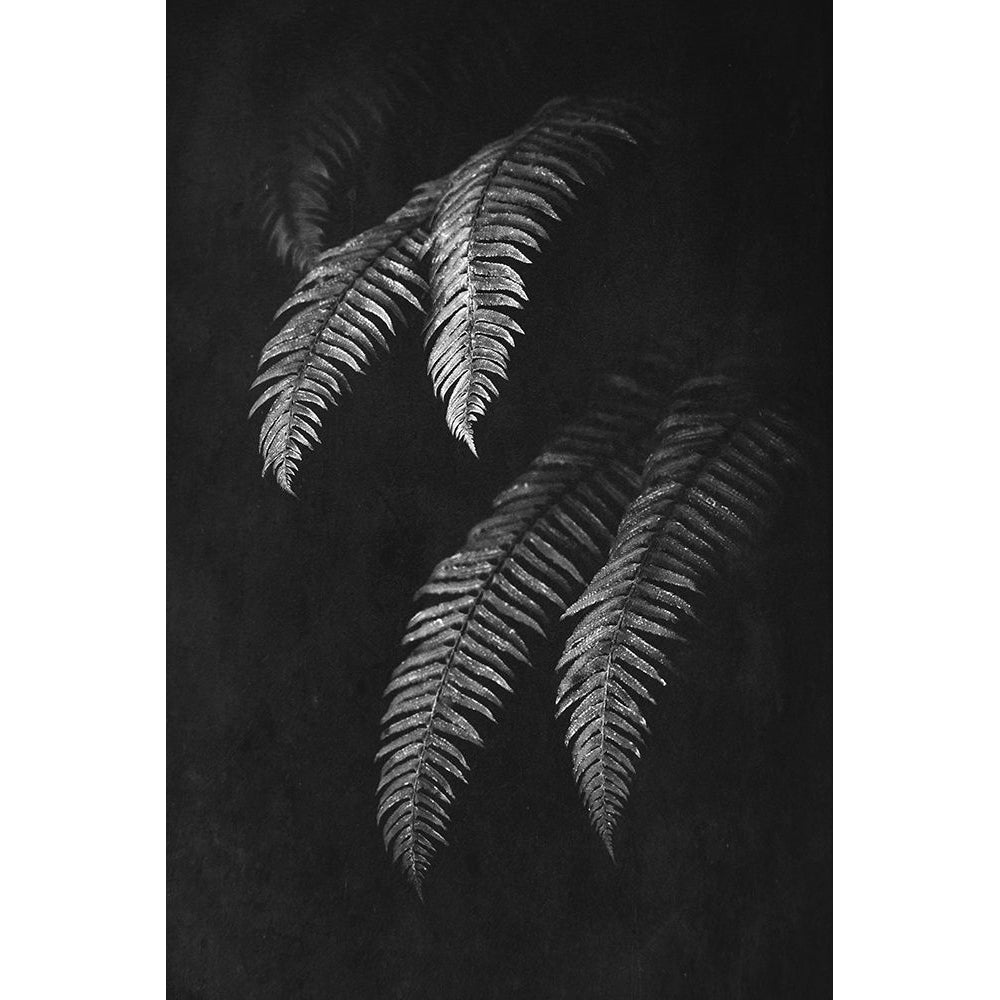 Black and White Forest Ferns II Poster Print by Nature Magick Nature Magick-VARPDXGI570A Image 1