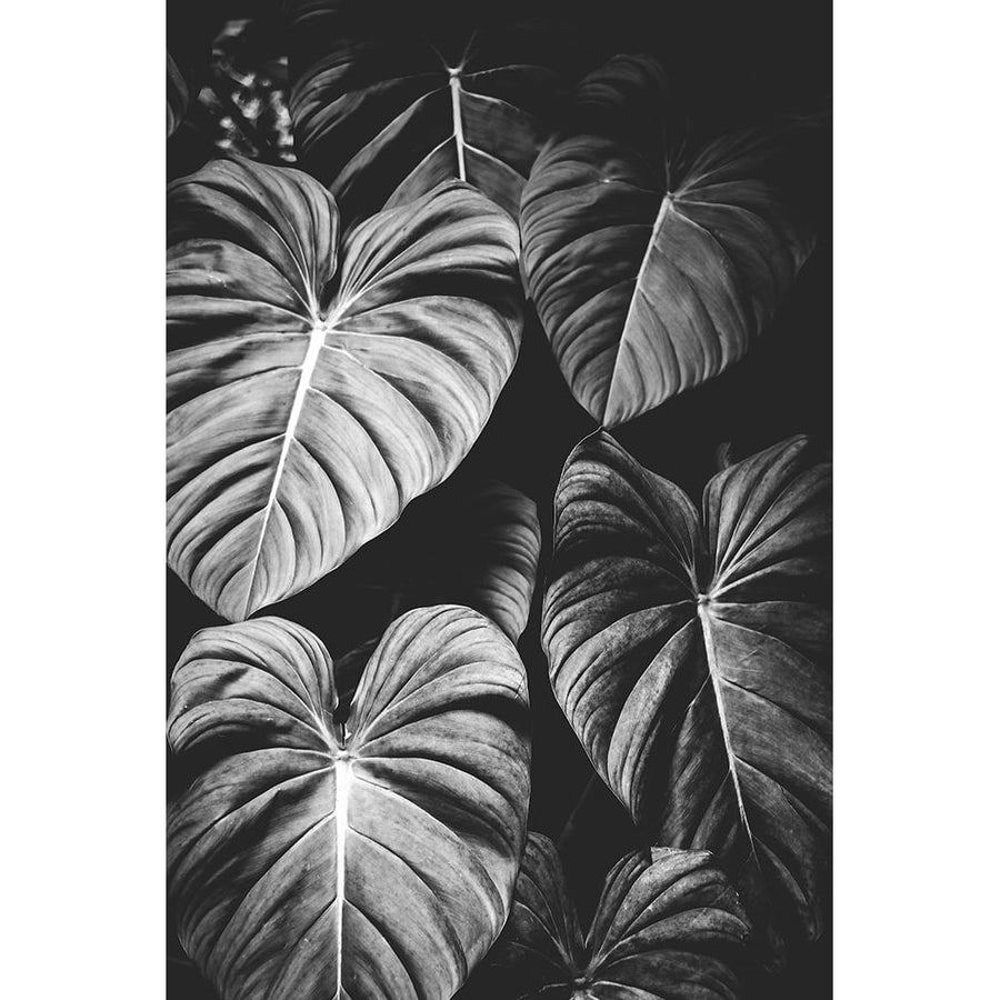 Monstera Leaves Jungle Black and White Tropical Poster Print - Magick Nature-VARPDXGI568A Image 1