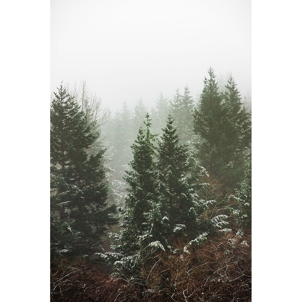 Forest Fog Winter Snow II Poster Print by Nature Magick Nature Magick -VARPDXGI479A Image 1