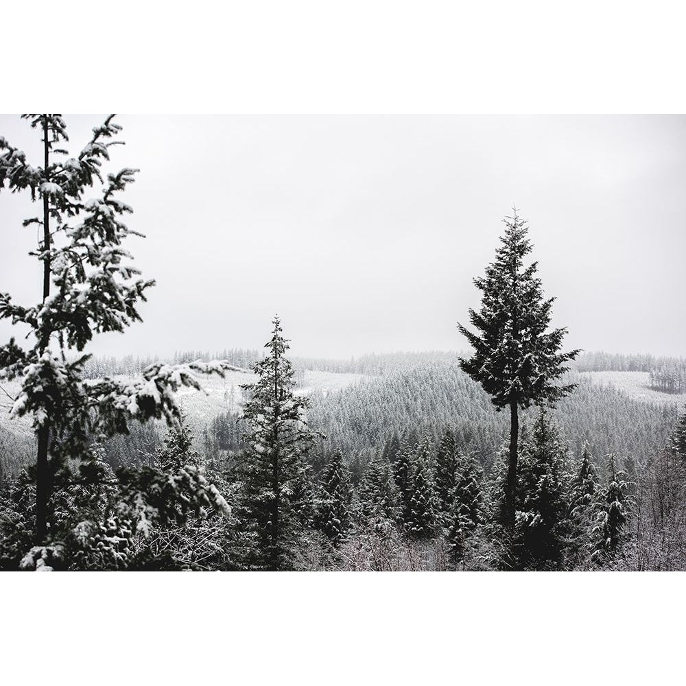 Winter in the Pacific Northwest Forest Poster Print by Nature Magick Nature Magick-VARPDXGI548A Image 1