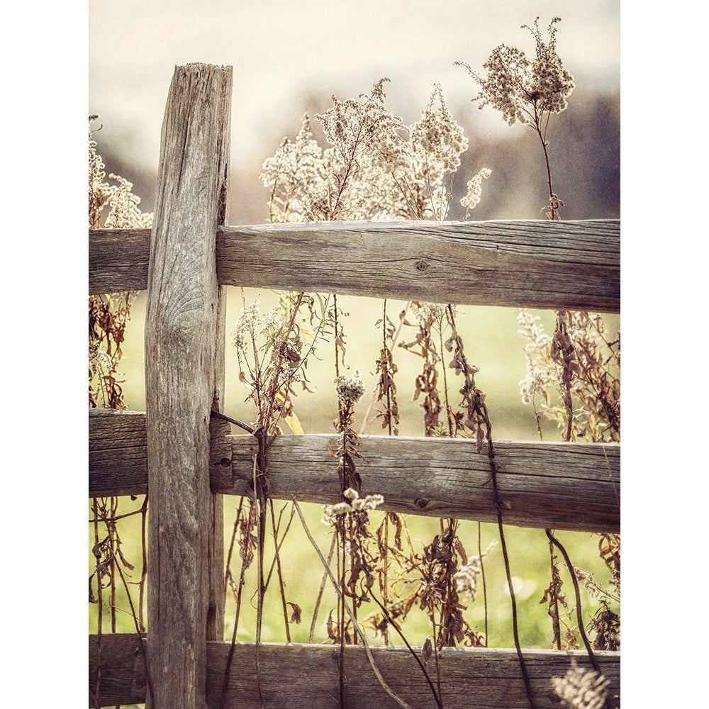 Sunrise Fence I Poster Print - Kristi Goodkind-VARPDXGK027A Image 1