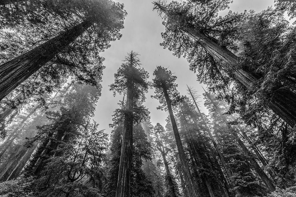 Sequoia Tree Forest Sky Black and White Poster Print by Nature Magick Nature Magick-VARPDXGI556A Image 1