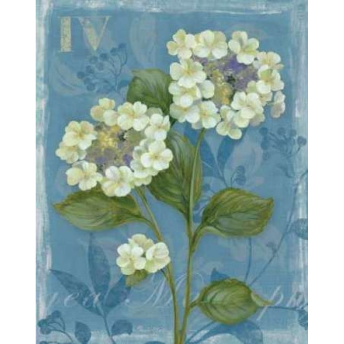 Lace Hydrangea Poster Print by Pamela Gladding-VARPDXGLA558 Image 1