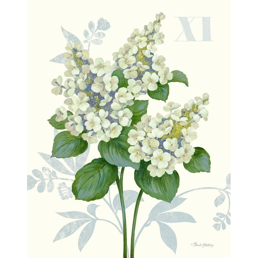 Tardiva Hydrangea Poster Print by Pamela Gladding-VARPDXGLA624 Image 1