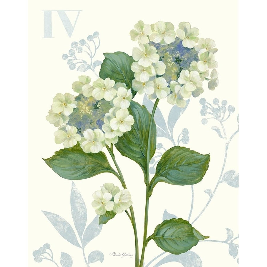 Lace Hydrangea Poster Print by Pamela Gladding-VARPDXGLA625 Image 1